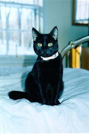 Bright-eyed Loreley